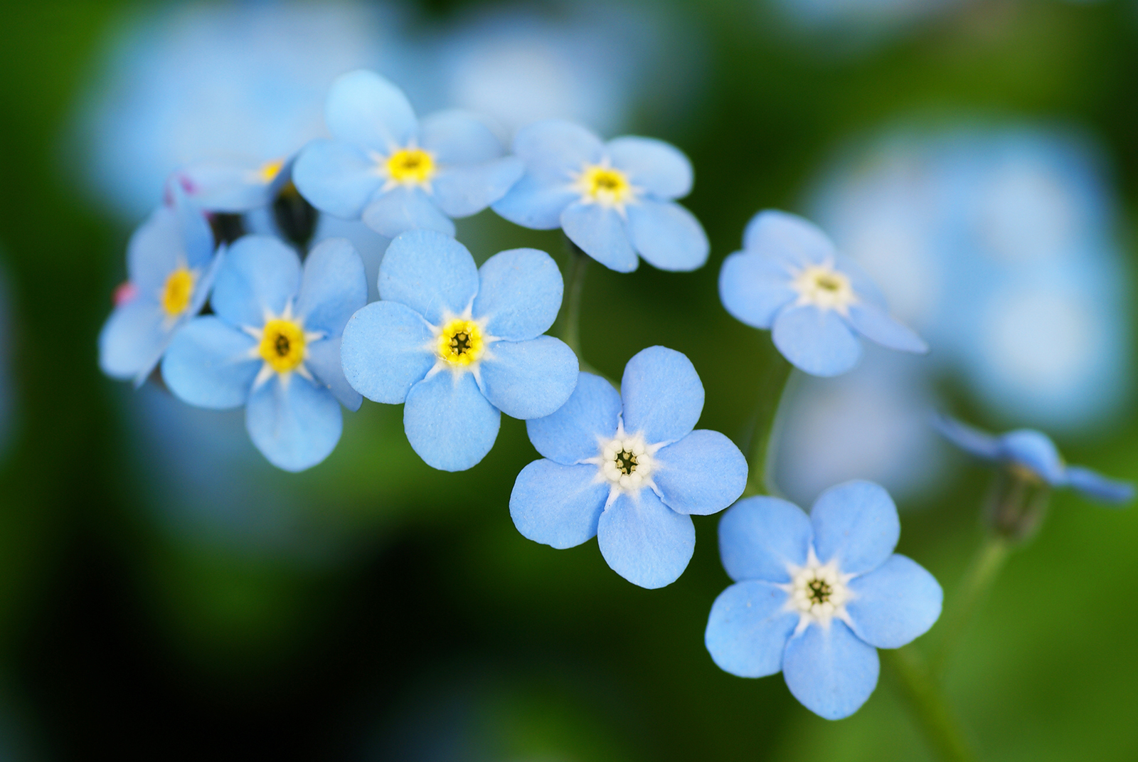 Сине желтая незабудка. Незабудка гибридная. Myosotis. Незабудка двухлетняя. Незабудка расставленноцветковая.